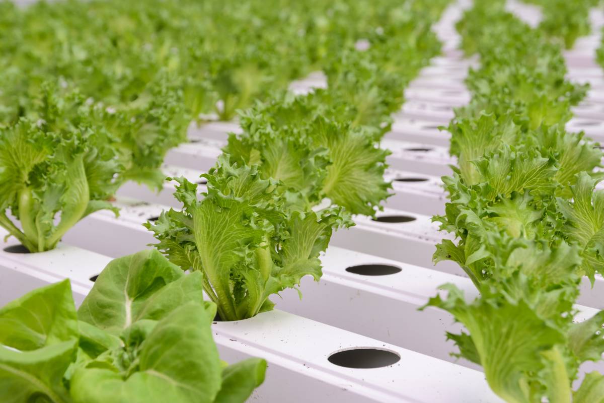 Aqua-farm- aqua-farm-