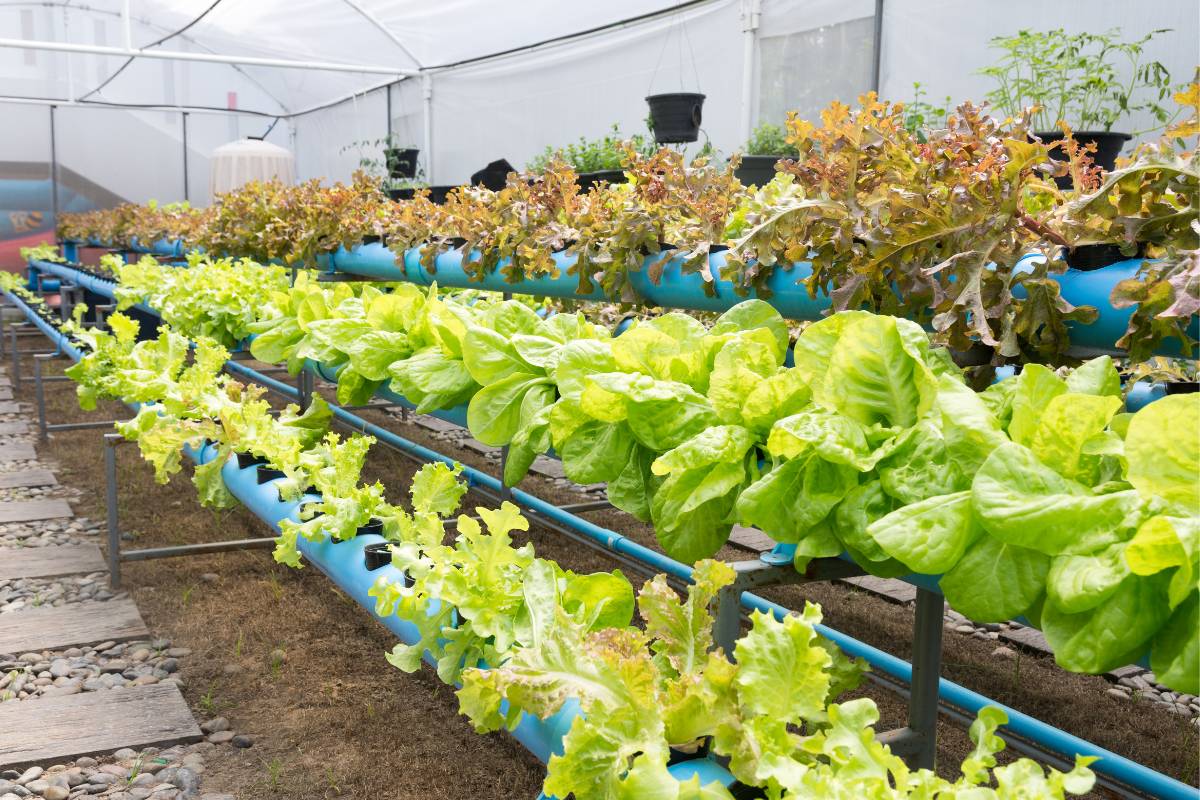 Aqua-farm- aqua-farm-