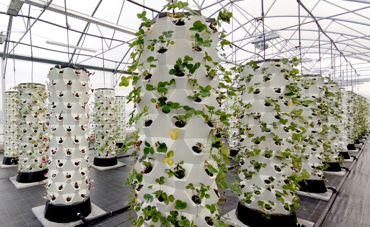 Aqua-farm-crea-il-tuo-impianto-di-aquaponica- aqua-farm-crea-il-tuo-impianto-di-aquaponica-